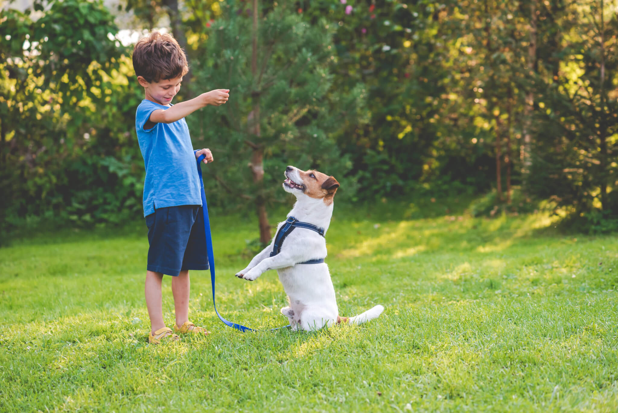 Preschooler kid boy doing dog obedience training classes with hi