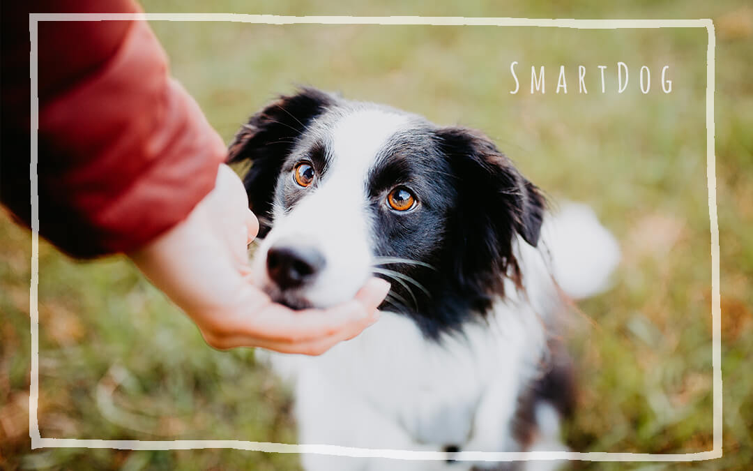 SmartDog Bochum